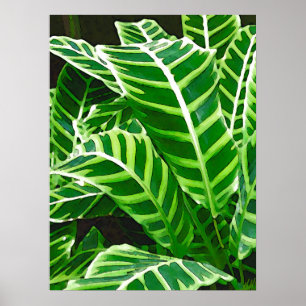 Poster Feuilles tropicales, plante zèbre, vert foncé