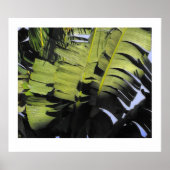 Poster Feuilles tropicaux (Devant)