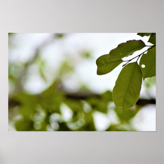Poster Feuilles Vertes (Devant)