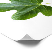 Poster Feuilles vertes closeup isolé sur arrière - plan b (Coin)