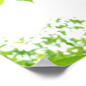 Poster Feuilles verts au soleil, gros plan (Coin)
