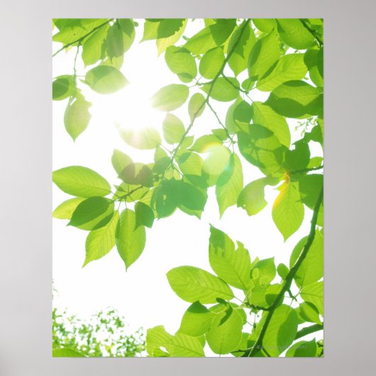 Poster Feuilles verts au soleil, gros plan (Devant)
