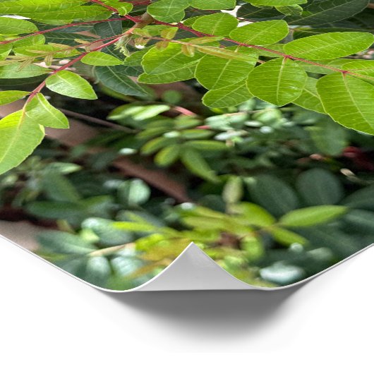 Poster Feuilles verts - Gros plan Nature A3 (Coin)