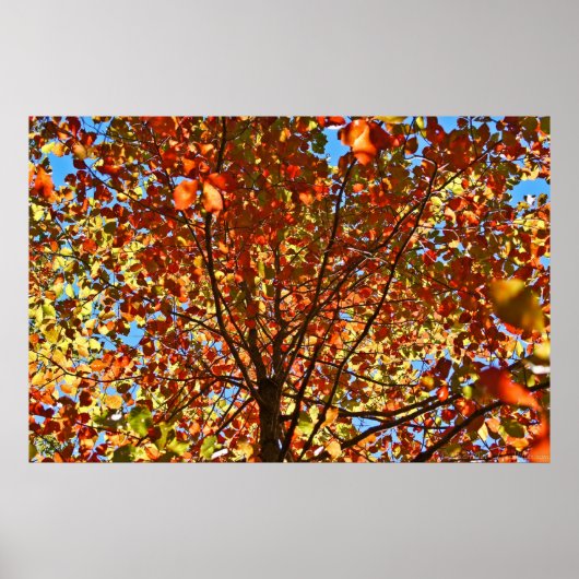 Poster Feux d'artifice d'automne (Devant)