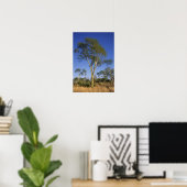 Poster Fever Tree (Acacia Xanthophloea), Punda Maria (Bureau à domicile)