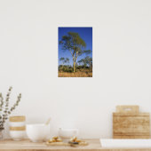 Poster Fever Tree (Acacia Xanthophloea), Punda Maria (Cuisine)