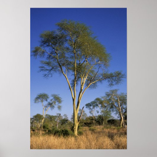 Poster Fever Tree (Acacia Xanthophloea), Punda Maria (Devant)