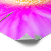 Poster Ficoïde méditerranéenne rose électrique (Coin)