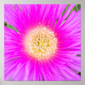 Poster Ficoïde méditerranéenne rose électrique (Devant)