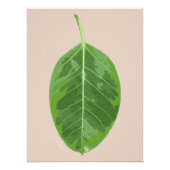 Poster Ficus altissima feuille de 'Gem jaune' (Devant)