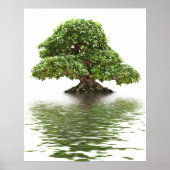 Poster Ficus bonsai (Devant)