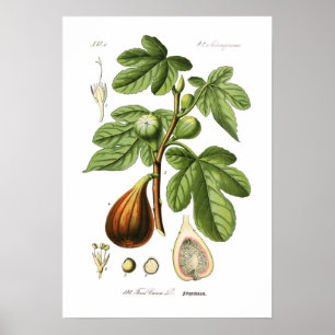 Poster Ficus carica (Fig.)