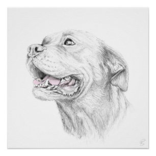 Poster Fidélité, un Staffordshire Terrier américain