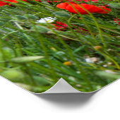 Poster Field of red poppies (Coin)