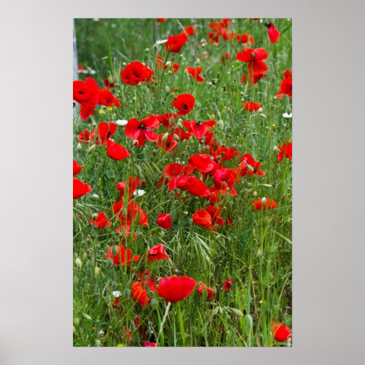 Poster Field of red poppies (Devant)
