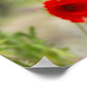 Poster Field of red poppies (Coin)