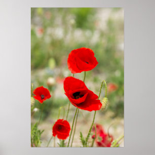 Poster Field of red poppies