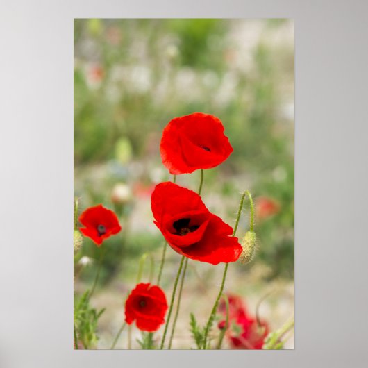 Poster Field of red poppies (Devant)