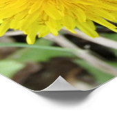 Poster Fier Dandelion Fleur. (Coin)