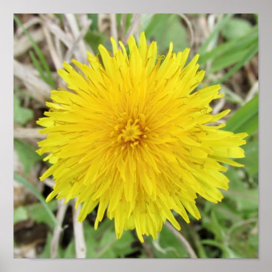 Poster Fier Dandelion Fleur. (Devant)