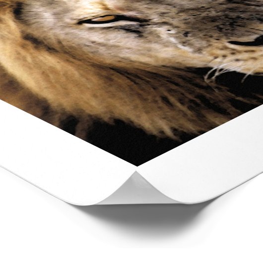 Poster Fier Simba - Serengeti (Coin)