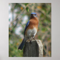 Poster fière de Bluebird
