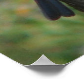 Poster fière de Bluebird (Coin)