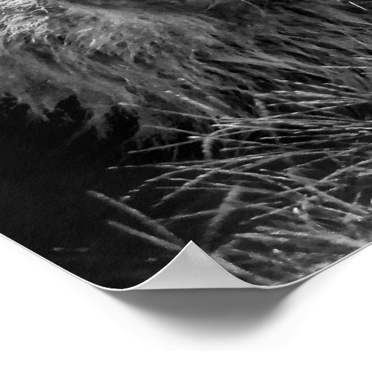 Poster Fière jeune lion (Coin)