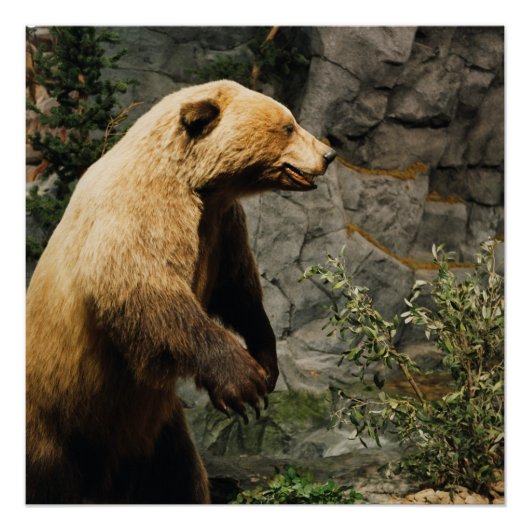 Poster Fière Ours (Devant)
