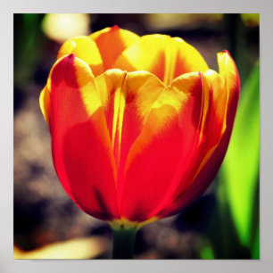 Poster Fiery Orange Jaune Tulip Fleur gros