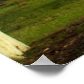 Poster Fièvre (Acacia Xanthophloea) Par Piste (Coin)