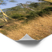 Poster Fièvre (Acacia Xanthophloea), Punda Maria (Coin)