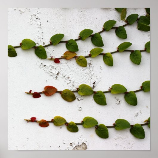 Poster Fig Escalade (Devant)