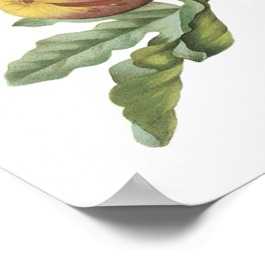 Poster fig(Ficus violacea) par Redouté (Coin)