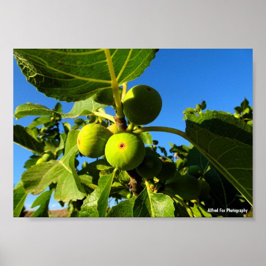 Poster Figues blanches Ciel bleu (Devant)
