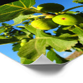 Poster Figues blanches Ciel bleu (Coin)