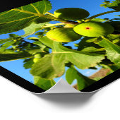 Poster Figues blanches Ciel bleu (Coin)