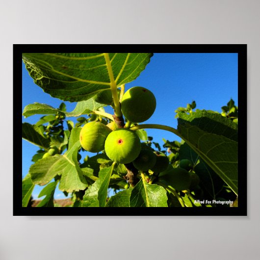Poster Figues blanches Ciel bleu (Devant)
