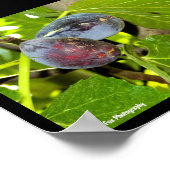 Poster Figues violettes dans l'arbre (Coin)