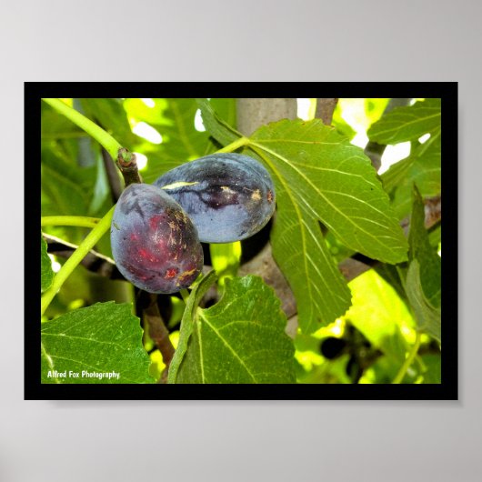 Poster Figues violettes dans l'arbre (Devant)