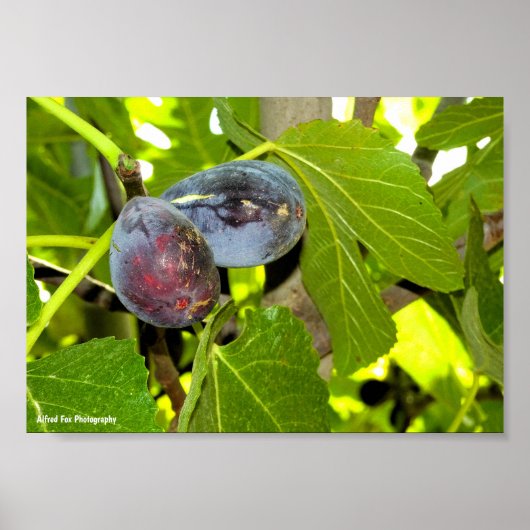 Poster Figues violettes dans l'arbre (Devant)