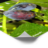 Poster Figues violettes dans l'arbre (Coin)