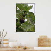Poster Figuier (Cuisine)
