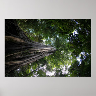 Poster Figuier dans la forêt tropicale de Tangkoko de
