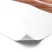 Poster figure médicale montrant flexion du coude et exten (Coin)