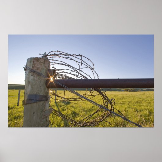 Poster Fil de fer barbelé enroulé sur une rangée de clôtu (Devant)