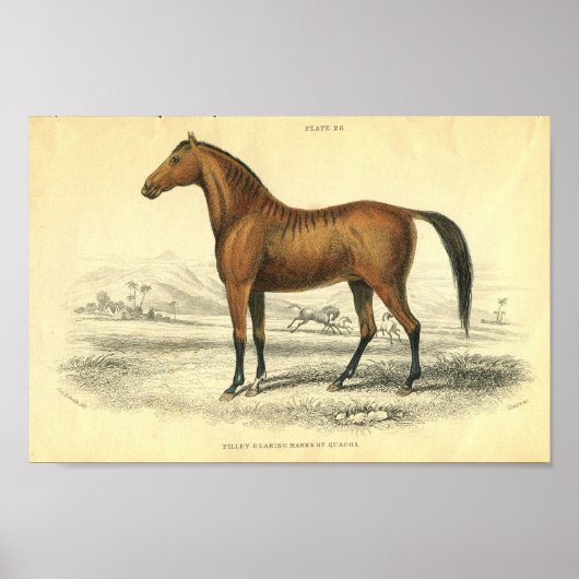 Poster Filet d'impression de cheval vintage (Devant)
