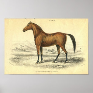 Poster Filet d'impression de cheval vintage