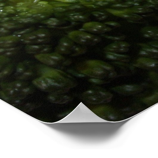 Poster Filet grillé Mignon (Coin)