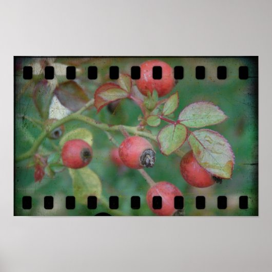 Poster Film rose (Devant)